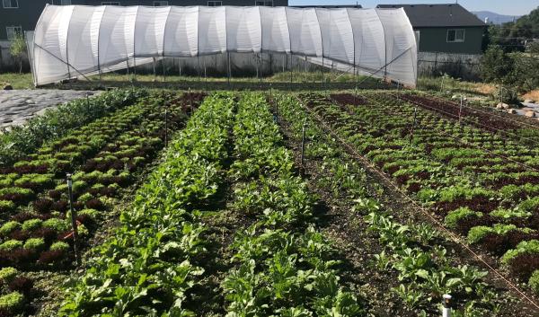 A plastic high tunnel stands behind rows of green crops. 