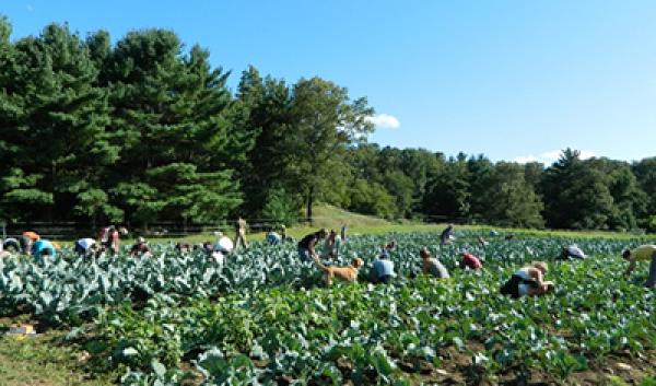 Farmers learning to scout brassicas at Powisett Farm