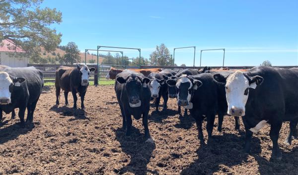 Black cows stand in a pen and stare at the camera. Virtual fencing collars hang around their necks. 