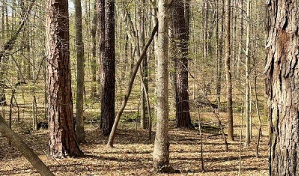 Forest woodland in SE US