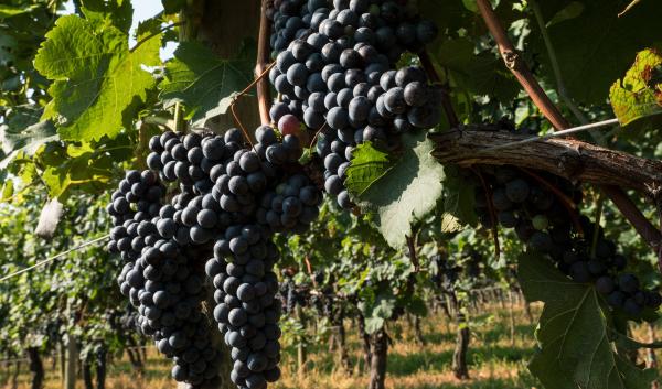 Purple grapes on a vine with green leaves