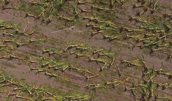 Aerial view of wind damaged crops after a Hurricane