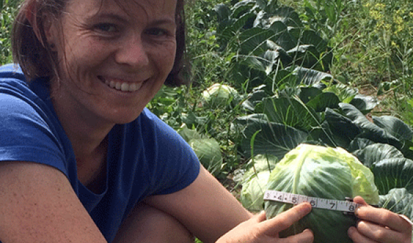 Katie measures cabbage in research trial