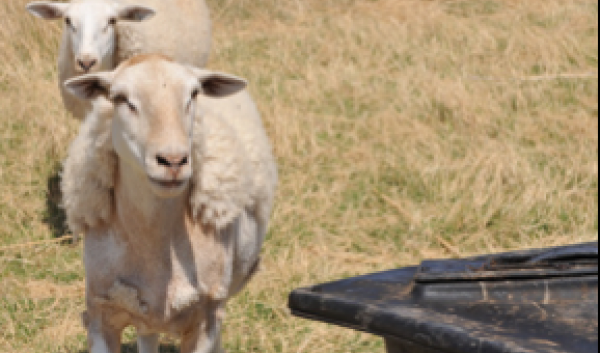 Sheep in pasture