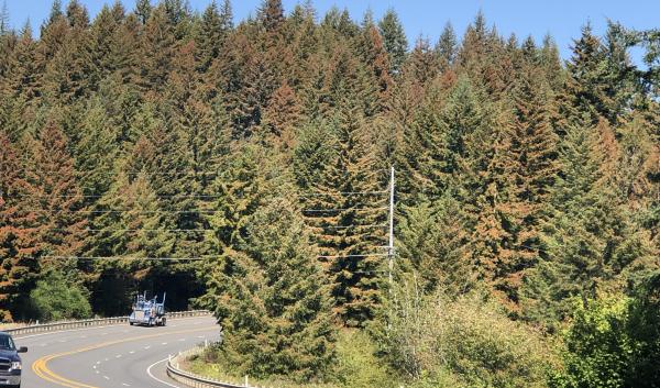 Douglas-fir trees with orange and brown needles due to extreme heat.