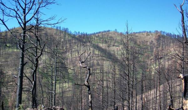 little bear lincoln fire bare trees