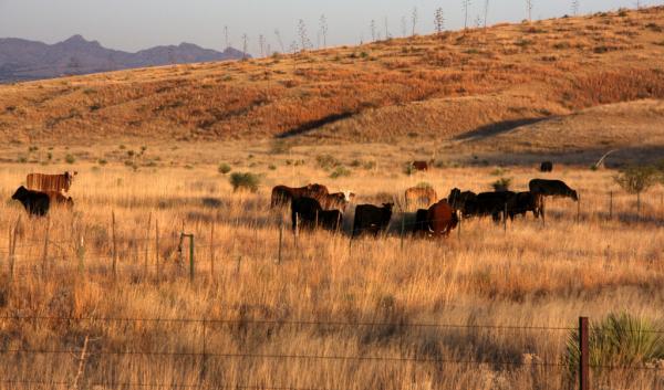 Rangeland in Cochise County, AZ