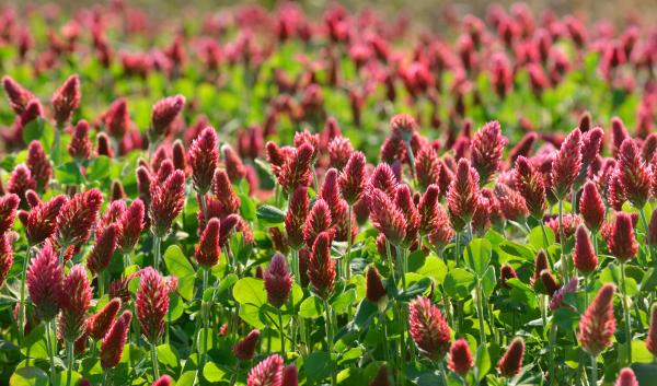 Crimson clover blooms in a field.