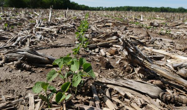 Example of a field where no-till practices are implemented.