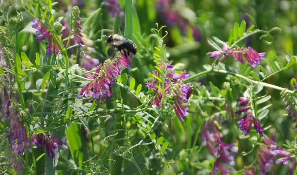 Building soil health, such as with cover crops like this pictured winter rye and hairy vetch mix, helps a farm be more resilient to weather volatility. Photo by Ron Nichols, USDA