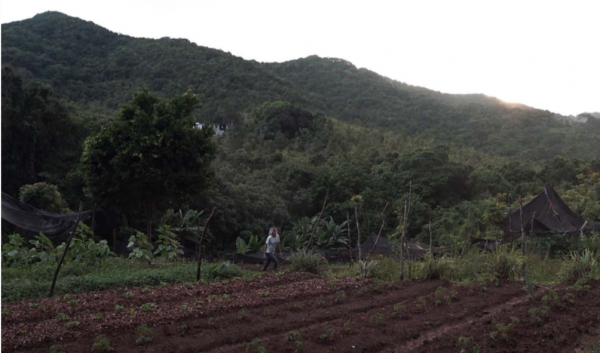 Siembra Tres Vidas in Aibonito, Puerto Rico, PC: USDA Caribbean Climate Hub