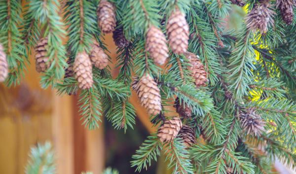 spruce with cones