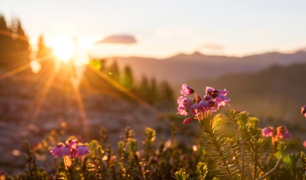 Pink flowers backlit by sun, forest, and mountains.