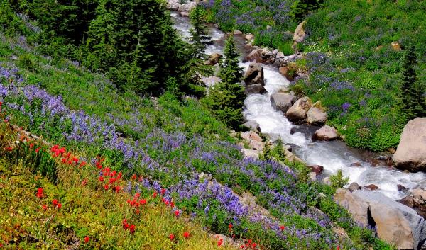 wildflowers next to stream in pacific northwest