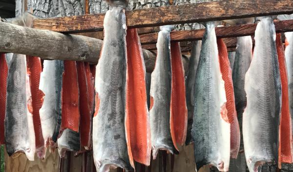 Drying salmon 