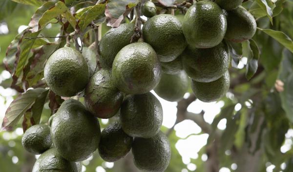 Avocados on a tree