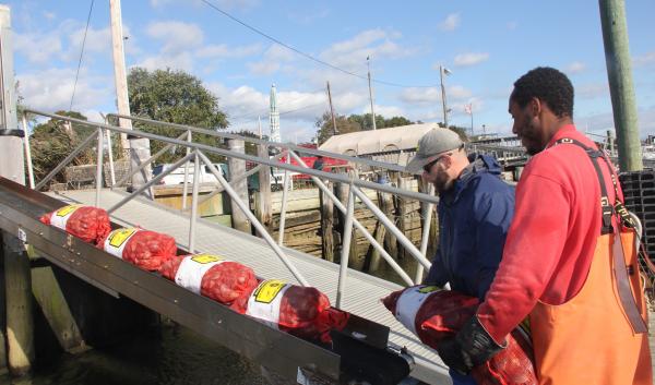 Workers at Briarpatch Enterprises in Milford, CT, offload bags of clams harvested from Long Island Sound onto a conveyor belt. The conveyor belt lifts the bags into a company truck that transports them to the warehouse for processing. Photo by Judy Benson, Connecticut Sea Grant.