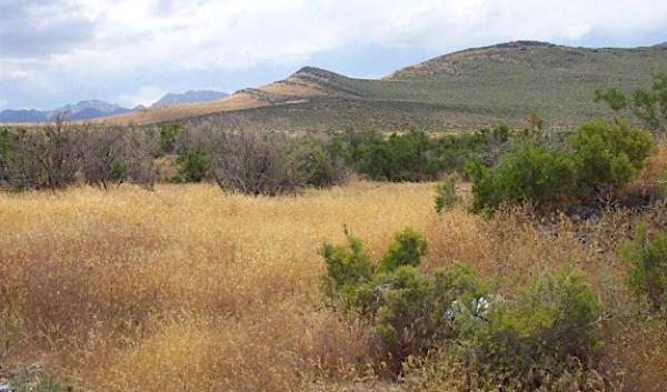 Cheatgrass and juniper in Wyoming