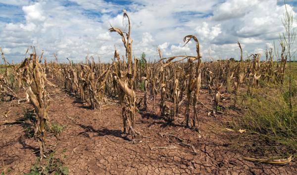 Dead dried corn