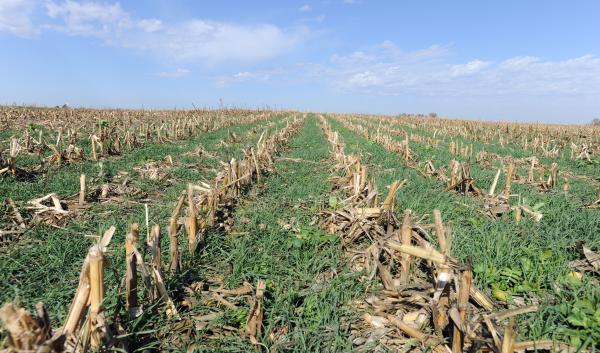 Corn field with cover crop