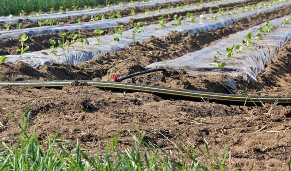 Irrigation lines at Intervale Community Farm