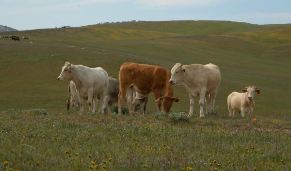 Cattle grazing in field