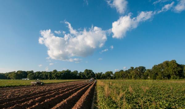 farm-field