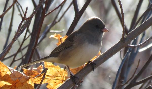 dark-eyed junco perched on a branch