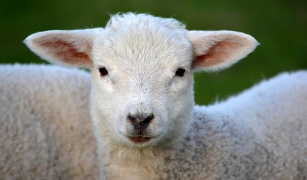 Lambs in spring