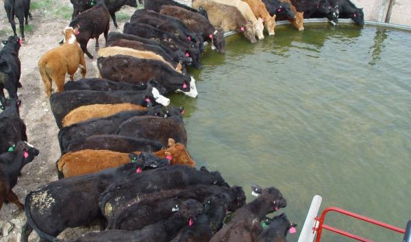 Photo by Matt Mortenson. Steers drinking out of water trough.