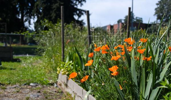 Orange poppies growing in a garden bed