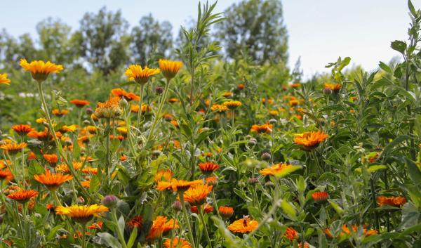 orange flowers blooming