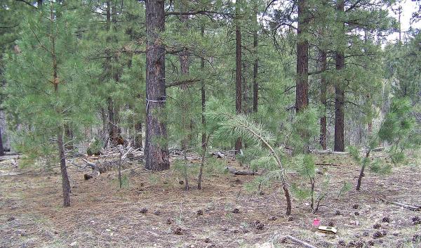 Ponderosa pine