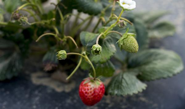 Day-neutral strawberries growing under low tunnels in black plastic mulch at UNH