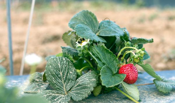 day-neutral strawberry field trial at UNH