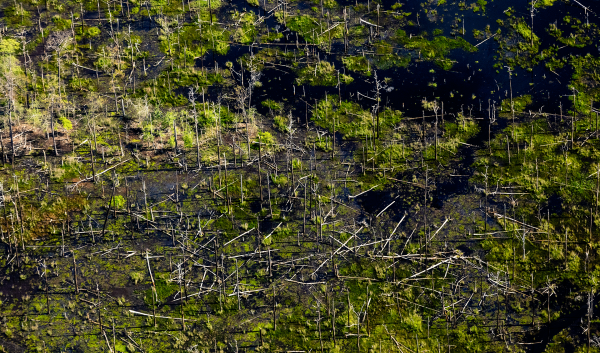 Dead loblolly pines cast shadows over salt marsh at Blackwater National Wildlife Refuge in Dorchester County, Maryland on June 5, 2018. Sea level rise and land subsidence result in brackish water intruding on forested land and killing trees. Credit: Will Parson, Chesapeake Bay Program