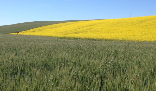 yellow field adjacent to green field with blue sky