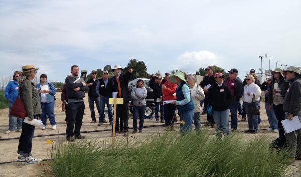 Group of people looking at bluebunch wheatgrass discussing plant rearing.